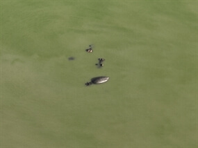 Customer Photo of Wildlife Safari Remote Drone Experience Customer Photo of Wildlife Safari Remote Drone Experience